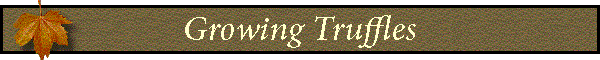 Growing Truffles